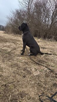 Darujem psa Cane Corso - 2