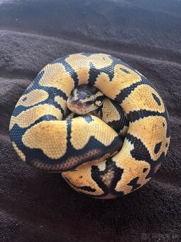 Python Regius / Pyton Kralovsky - 2