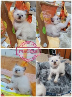 Ragdoll mačiatká - 2