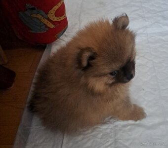 Pomeranian - 2