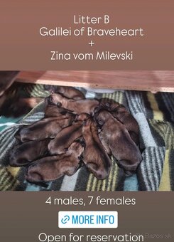 Belgický ovčiak malinois šteniatka - 2