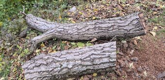 Drevo (orech - strom) - 2