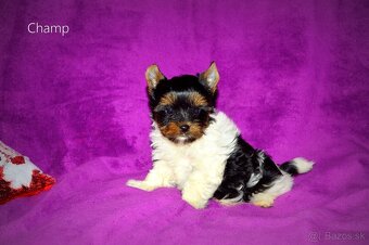 Biewer-yorkshirsky teriér s pp - 2