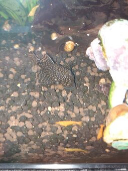 Predám prísavníky - 2