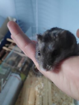 Škrečok Džungársky - 2