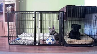 Klietka pre psy zvieratá - 2