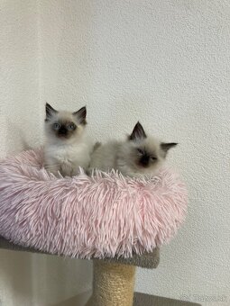 Ragdoll mačičky - 2