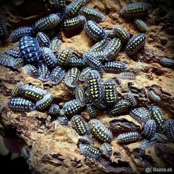 Armadillidium gestroi - 2