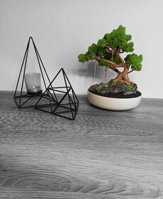 Stabilizovaný bonsai - 2