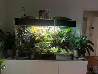 Terarium - 2