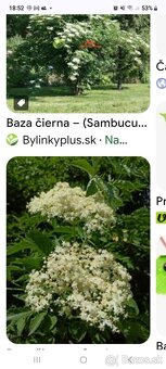 Zber bazy ciernej - 2