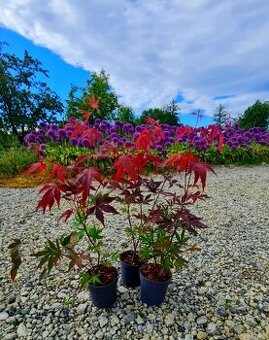 Javor červený (Acer palmatum atropurpureum) - 2