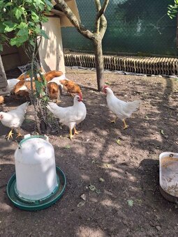 Kohút leghorn hempsir - 2