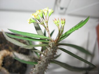 9. sukulent E.xy - 2