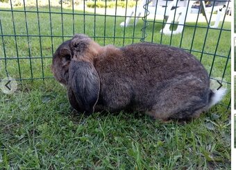 Francúzsky baran - 2