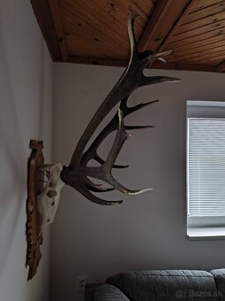 Trofej,parohy,parožie - 2
