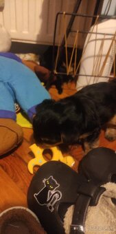 Predám krásnu sučku Yorkshire teriér - 2