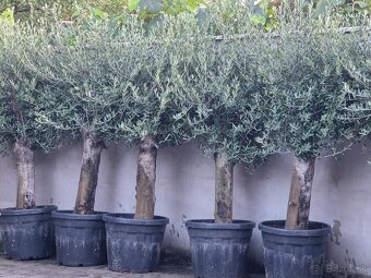Predám olivovníky - 2