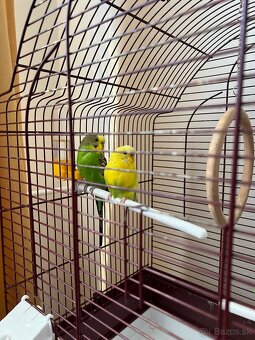 Na predaj 2 andulky aj s klietkou - 2