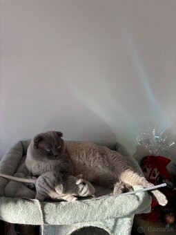 Colorpoint skotska klapoucha - 2