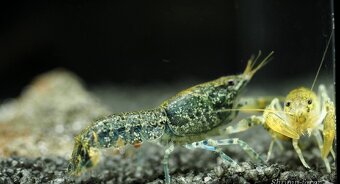 Mini raciky cambarelus diminutus - 2