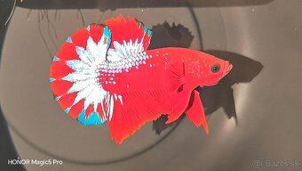 Betty - Bojovnice - 2