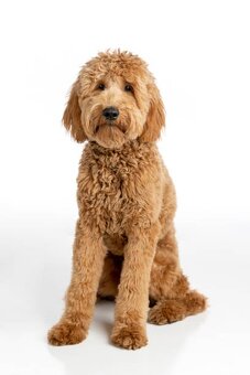 Goldendoodle - 2