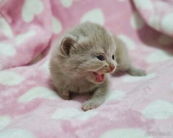 Scottish Fold / Straight mačiatká - 2