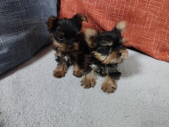 Yorkshire terrier, yorkshirsky terier, york - 2