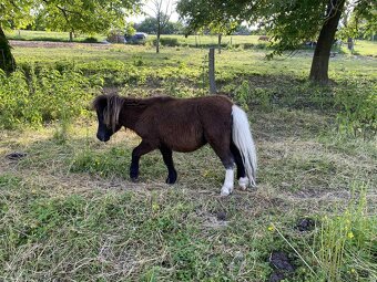 Shetland mini, minihorse a mini pony - 2