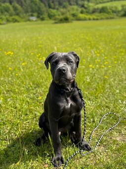 Predam cane corso - 2