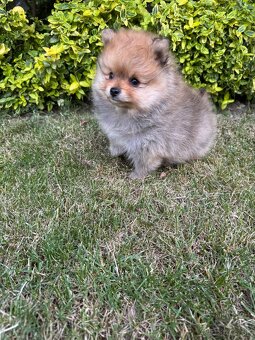 Špic Pomeranian psík - 2
