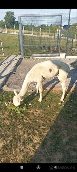 Lama Alpaka - 2