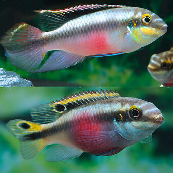 Corydoras, Panciernicek, Prisavnik, Malawi, Kotulky - 2