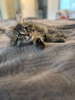 Maine Coon mačiatko - 2