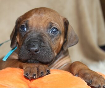 Rodézsky ridgeback - 2