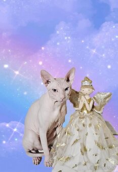 Sphynx krytie - 2