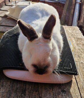 Kalifornský králik - 2