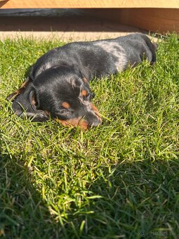 jazvečík krátkosrsty - 2