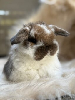 Minilop,zakrsly zajacik - 2