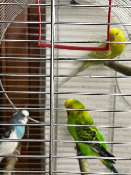 Klietka+andulky - 2