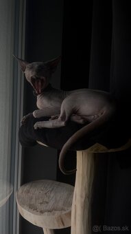 Kocúrik Sphynx na krytie - 2