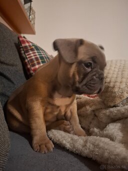 Francúzsky buldoček - 2