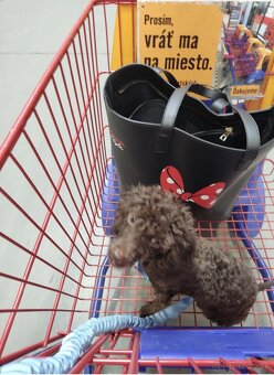 Toy pudlik krytie - 2