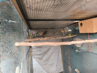 Predám rozely pestré - 2