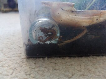 Predám 2 ks gekonik panenský - 2