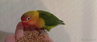 Predam agapornisy. - 2