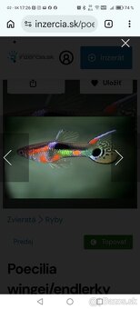 Endlerky Poecilia wingei - 2