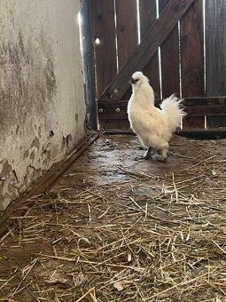 Predám kohútikov - 2