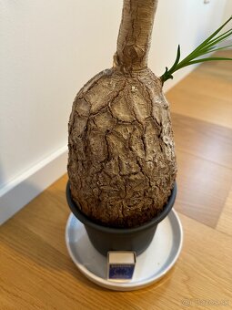 Beaucarnea- Slonia noha - 2